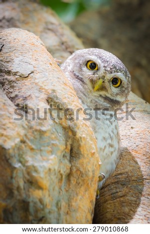 Owl Perched in deep forest jungle stand on tree hole