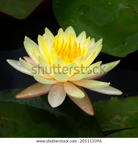 Yellow lotus blossom with reflection,Closeup