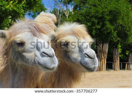 Camels at the zoo in Budapest