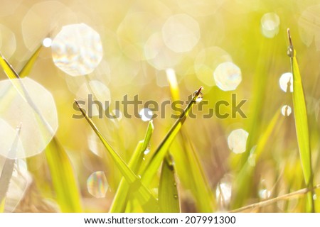 Drop of dew. Grass in dew. Sunrise nature. Beautiful moment.