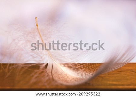feather on wooden table