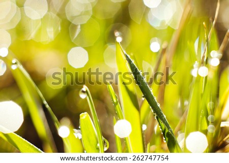 Little drops of dew hanging on the grass. Grass in dew. Blurred background.