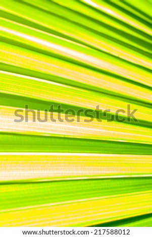 Lines and textures of  light green palm leaf abstract background.