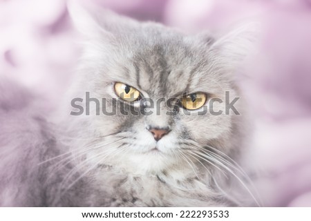 moody  gray cat with bright yellow eyes close-up pastel vintage color tone.