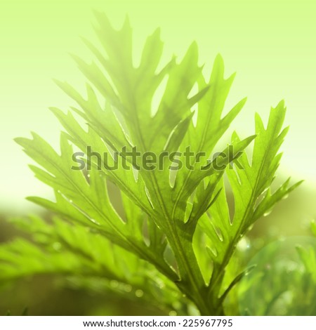 beautiful fresh leaf soft color in selective focus  with color filters for background