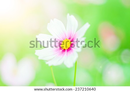 Cosmos flowers,pink,white and red Cosmos flowers blooming beautiful sunshine in the garden.