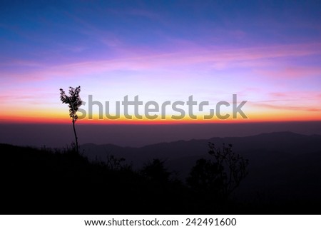 silhouette grass flower under sunset and dark sky