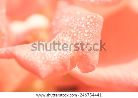 close up rose petal  and dew drop blurred  texture style for background.