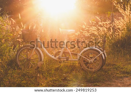 vintage photo of retro bicycle with sunset warm light in summer grass field