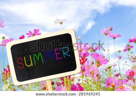 empty blank blackboard for summer text with cosmos flower field background