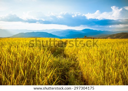 soft focus of rice farm landscape on day noon light.