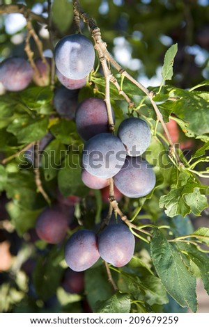 Ripe plums on branch
