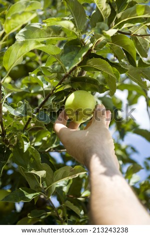 Man hand picking green apple from the tree in orchard