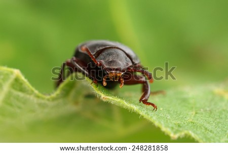 A Meal-worm Beetle