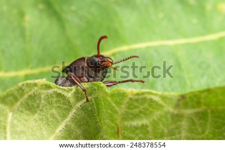 A macro photo of a Meal-worm Beetle