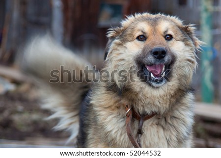 Laughing big dog on abstract background