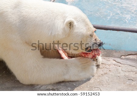 White big bear in zoo eating meat