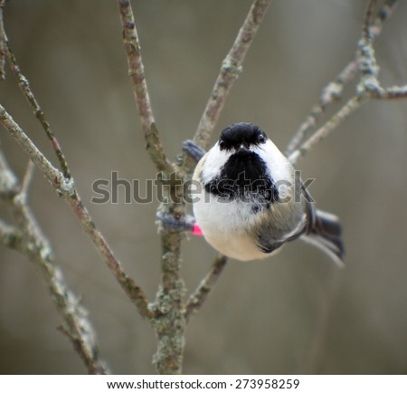 Black-Capped Chickadee hanging onto a vertical branch looking at the camera with its head cocked sideways.