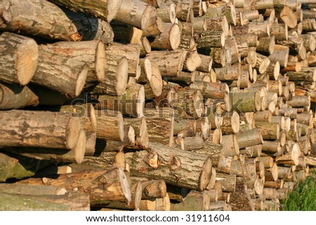 firewood logs in nature around the river Danube in Petrovaradin-Novi Sad-Serbia