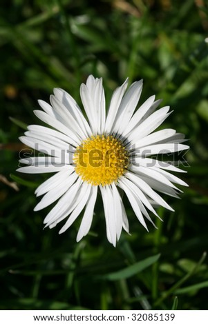 this is a closeup shot of little white flower, Camomile like, white daisy.