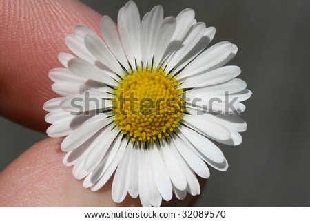 closeup shot of little white flower held with finger tips.