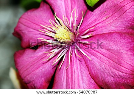 this is a closeup shot of flower Clematis, like nice flower background.