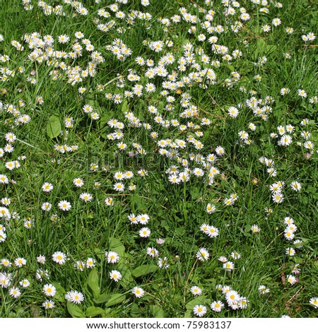 Field full of white daisy flower, like nice background, square composition.