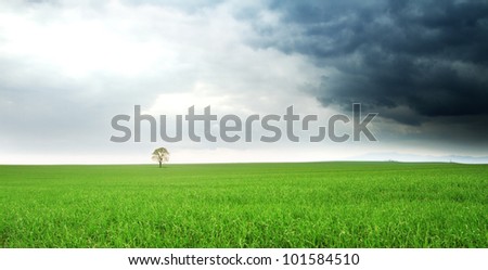 lonely tree on a field (Hungary)