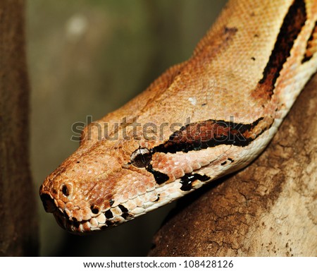 boa snake head close up