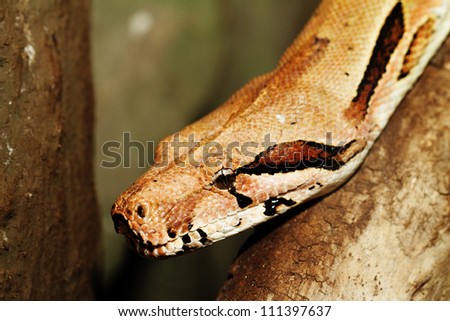 boa snake head close up