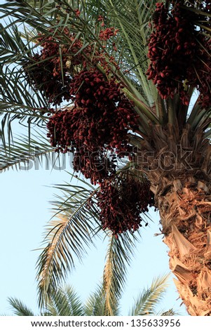 Palm tree leaves and date
