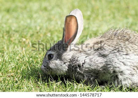 Gray rabbit in grass close up