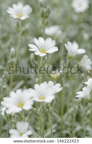White rock flower garden edging