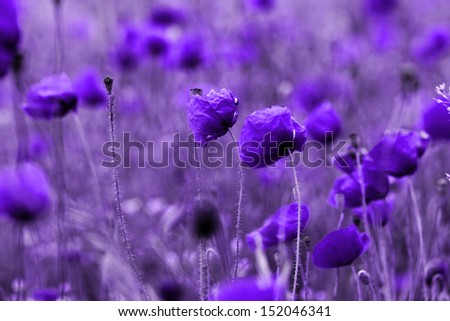 Red poppies blooming in the wild meadow - purple tone