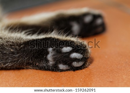 Tabby cat feet close-up