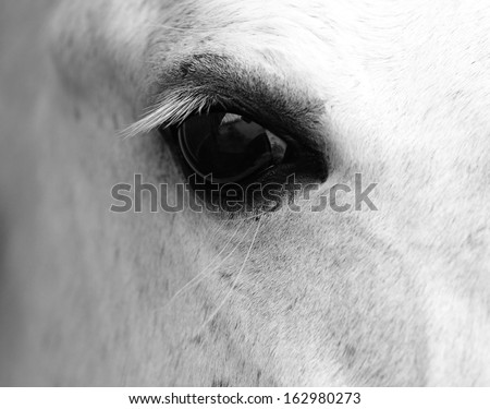 Detail of white horse head with long eye-lashes