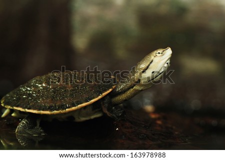 Phrynops hilarii (Spot-bellied side-necked turtle)