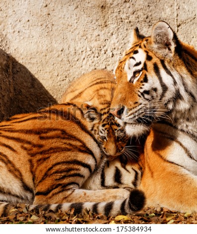 The Tiger Mum In The Zoo With Her Tiger Cub - Sunny Photo