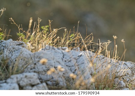 Barren rock, on focus dry grass photo