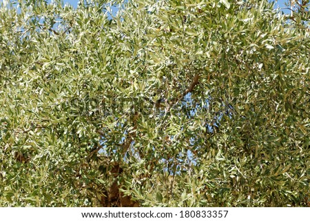 Landscape in an olive grove with giant oil tree