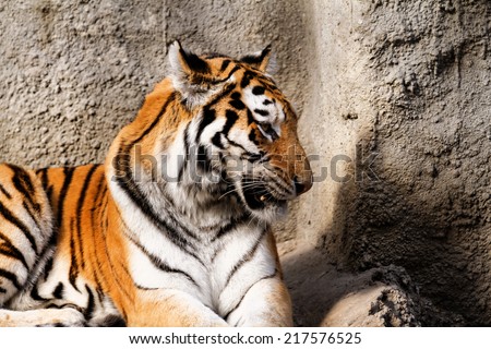 The tiger mum in the zoo - sunny photo