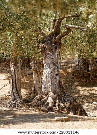 Landscape in an olive grove with giant oil tree