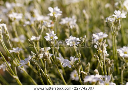 White rock flower garden edging - close up photo