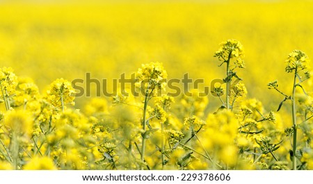 Blooming canola field - Rapeseed on the field in summer