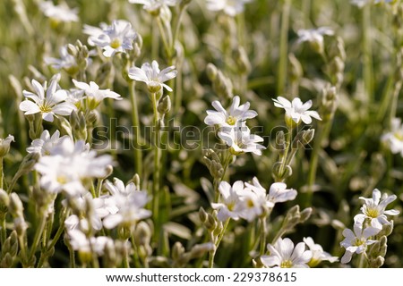 White rock flower garden edging - close up photo