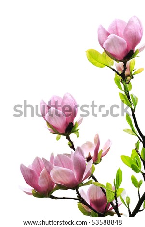 magnolia tree buds. magnolia tree blossoms on