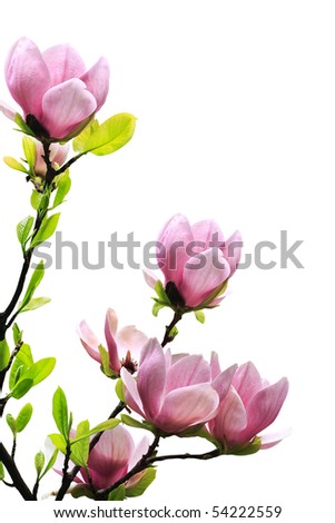 magnolia tree blossom. magnolia tree blossoms on