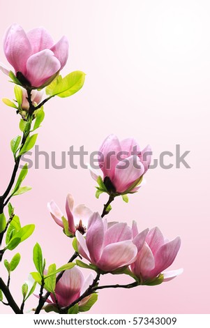 magnolia tree blossom. magnolia tree blossoms on