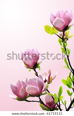 magnolia tree blossom. magnolia tree blossoms on