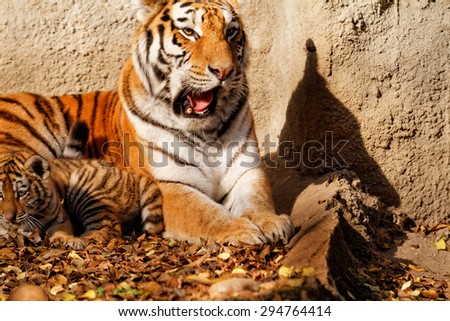 The tiger mum in the zoo with her tiger cub - sunny photo